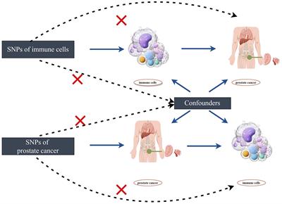 Association between circulating immune cells and the risk of prostate cancer: a Mendelian randomization study